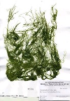 藏品(Enteromorpha prolifera (O. F. Muller) J. Agardh)的圖片
